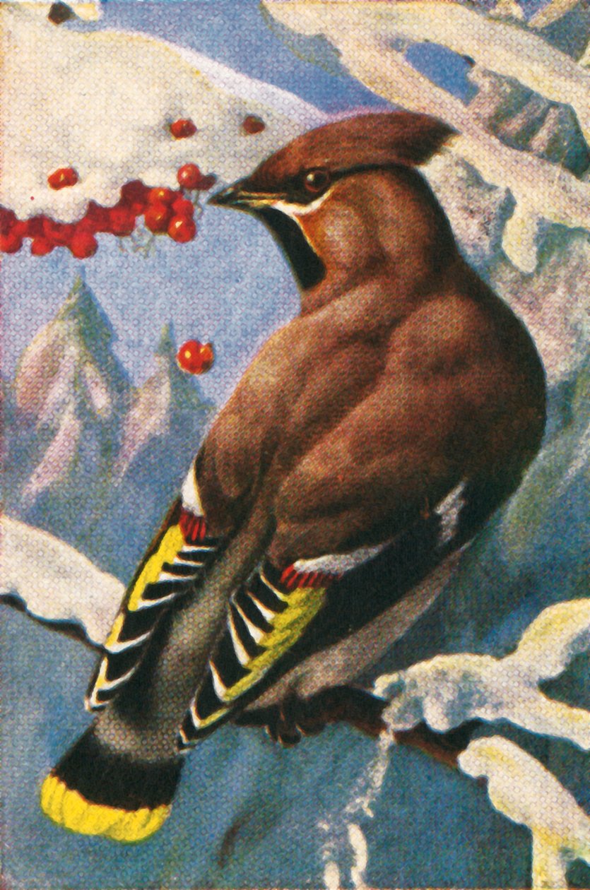 Beccofrusone boemo da Unbekannt