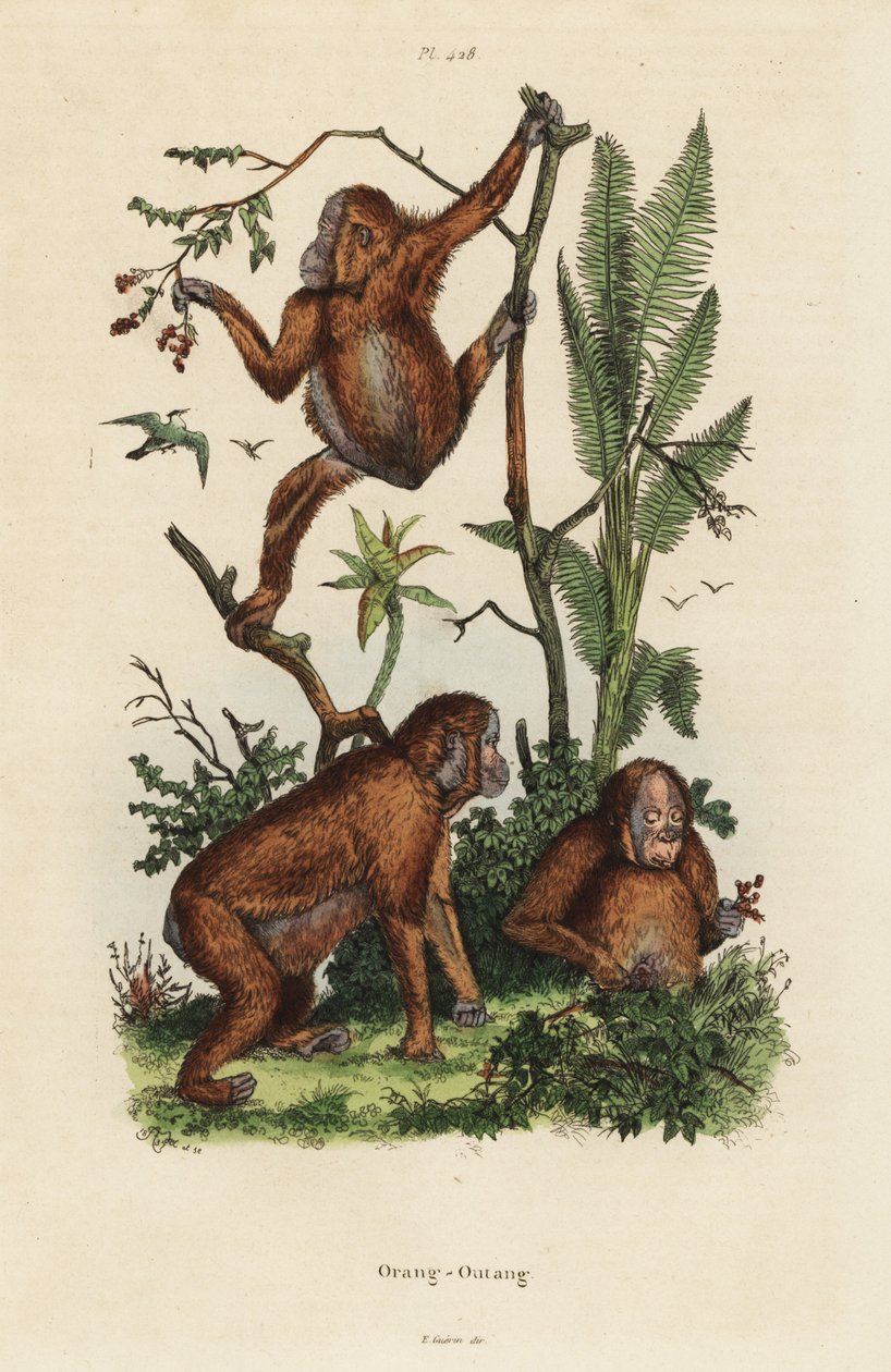 Oranghi del Borneo, Pongo pygmaeus da Unbekannt