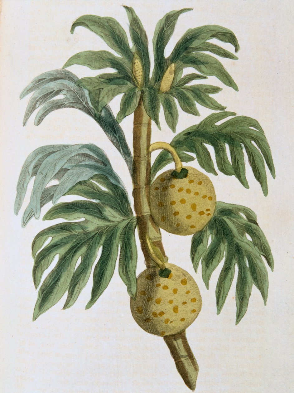 Artocarpus incisus, 1823 da Unbekannt
