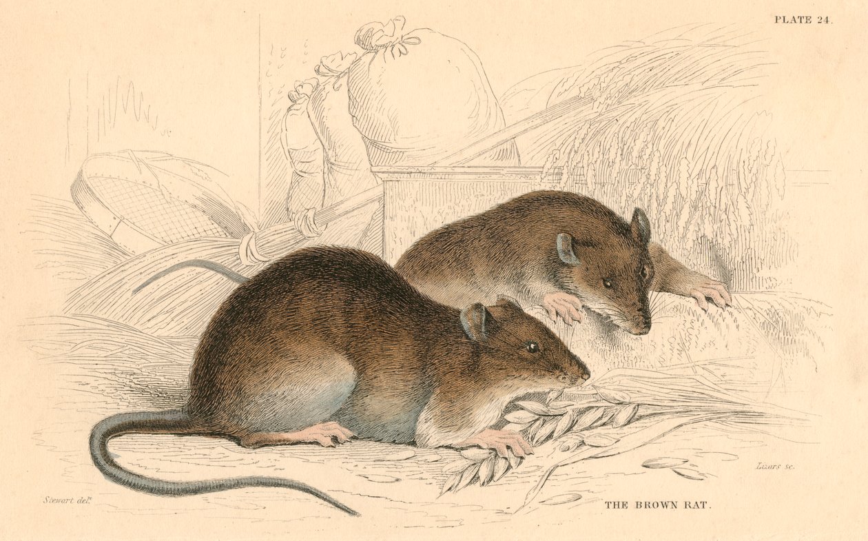 Ratto marrone Rattus rattus da Unbekannt