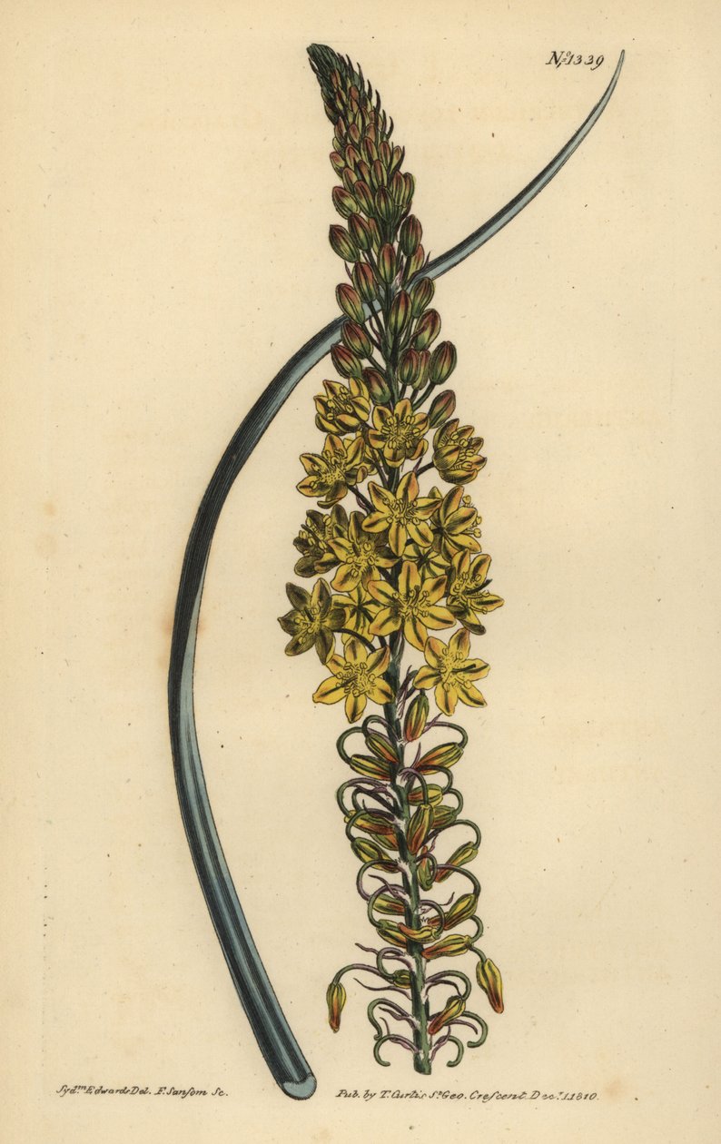 Bulbine asphodeloides (Anterico a foglie glaucescenti) da Unbekannt