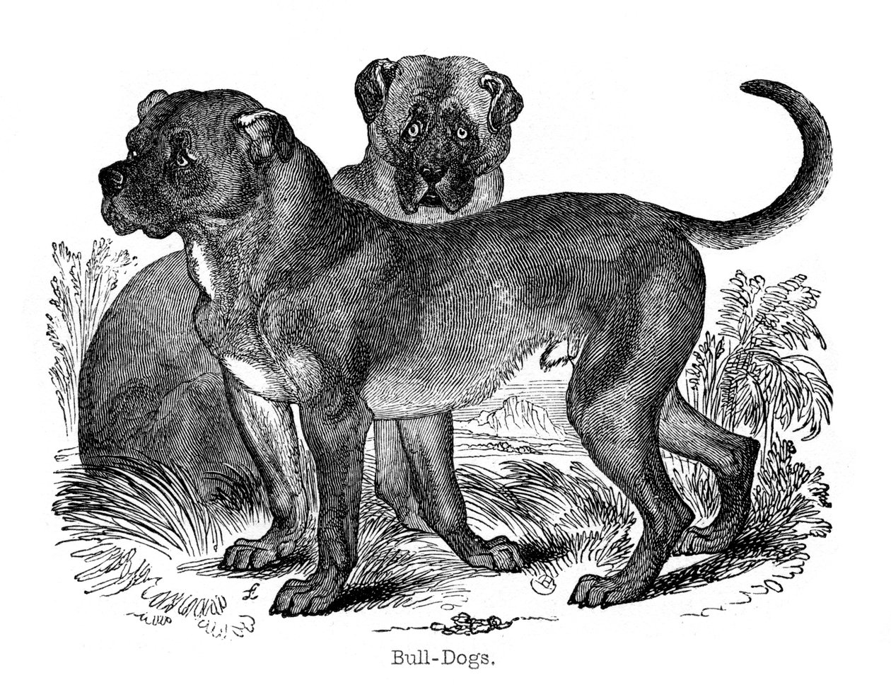 Bulldog da Unbekannt