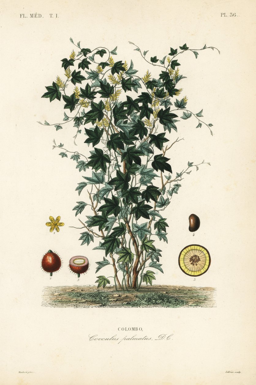 Albero di calumba, Jateorhiza columba da Unbekannt