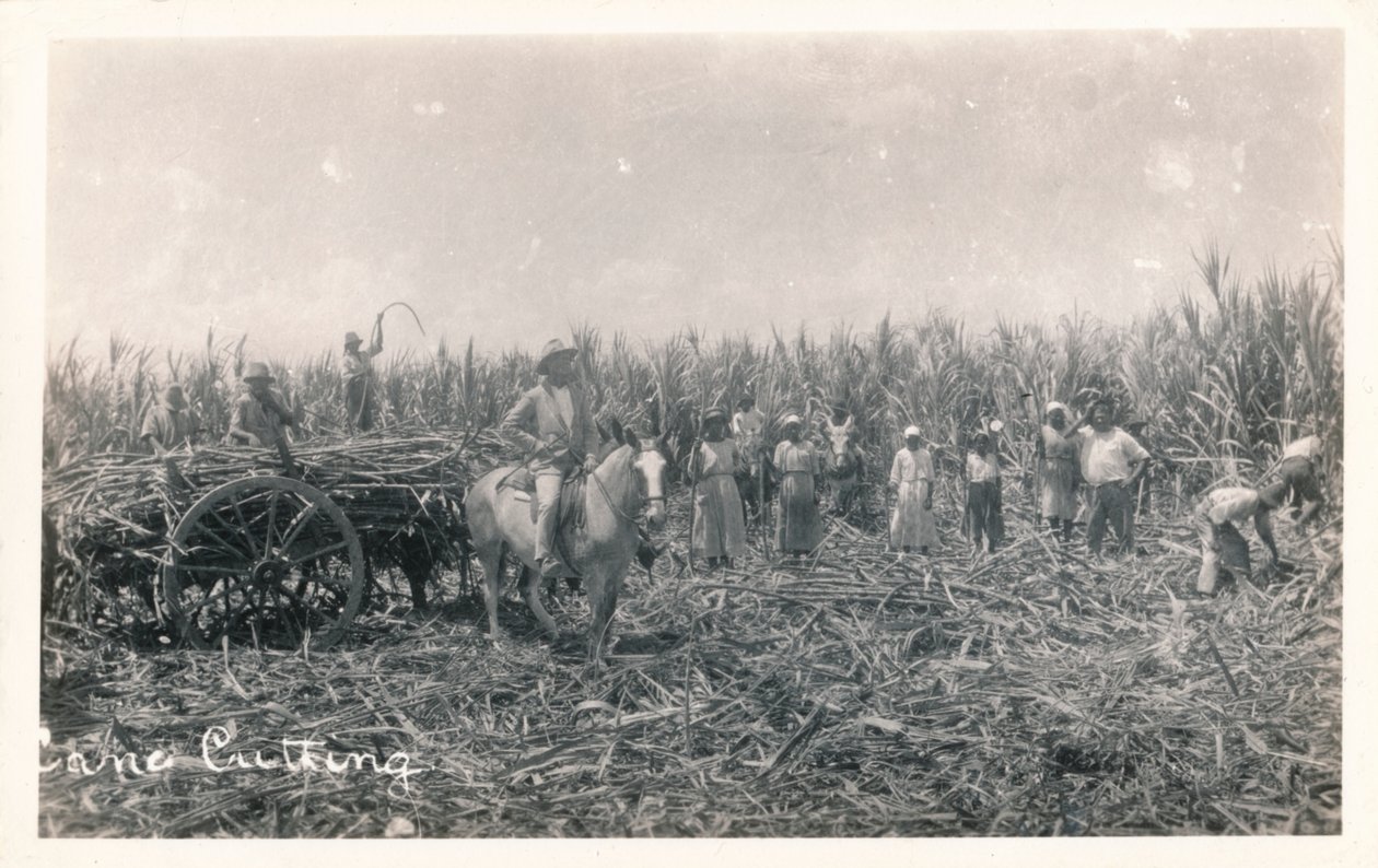 Taglio della canna, c1930 da Unbekannt