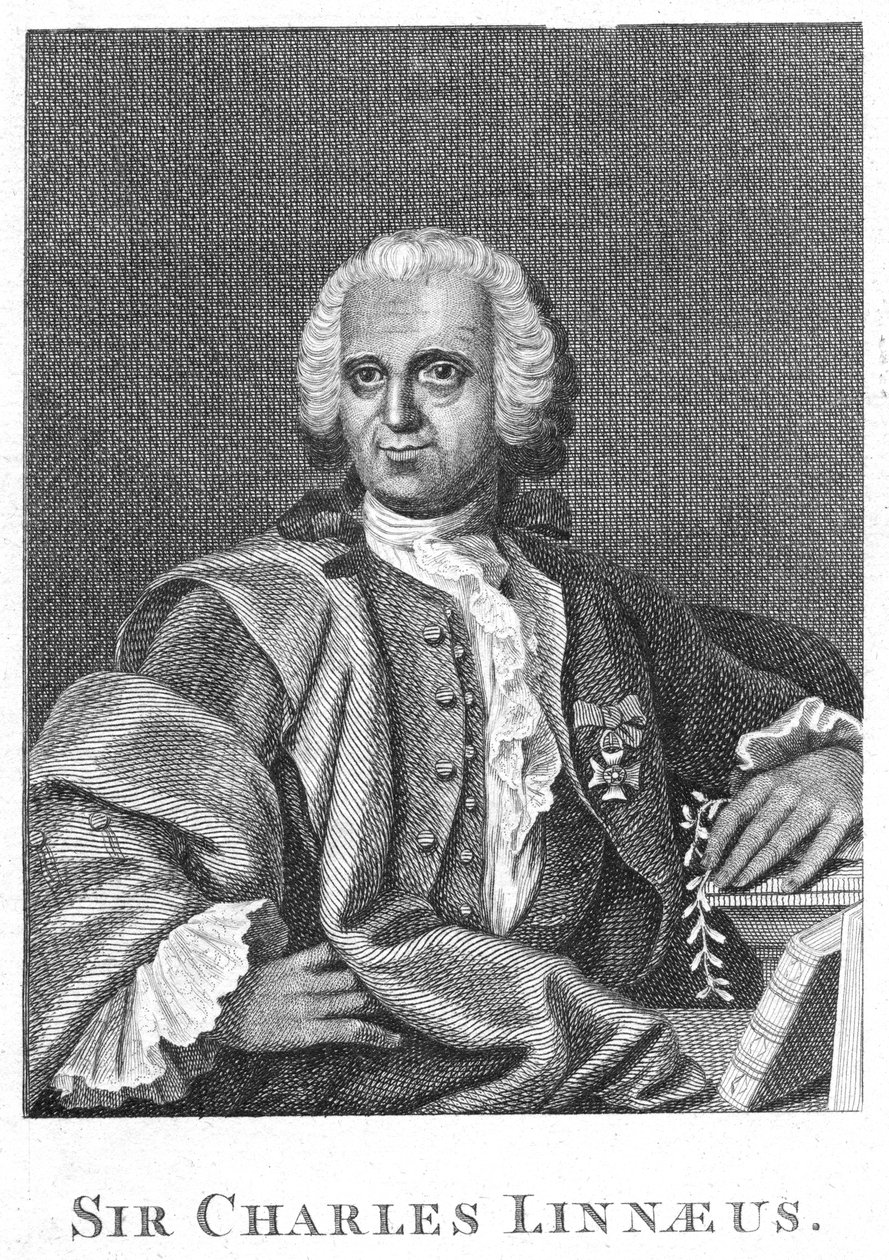 Carolus Linnaeus, naturalista svedese del XVIII secolo da Unbekannt