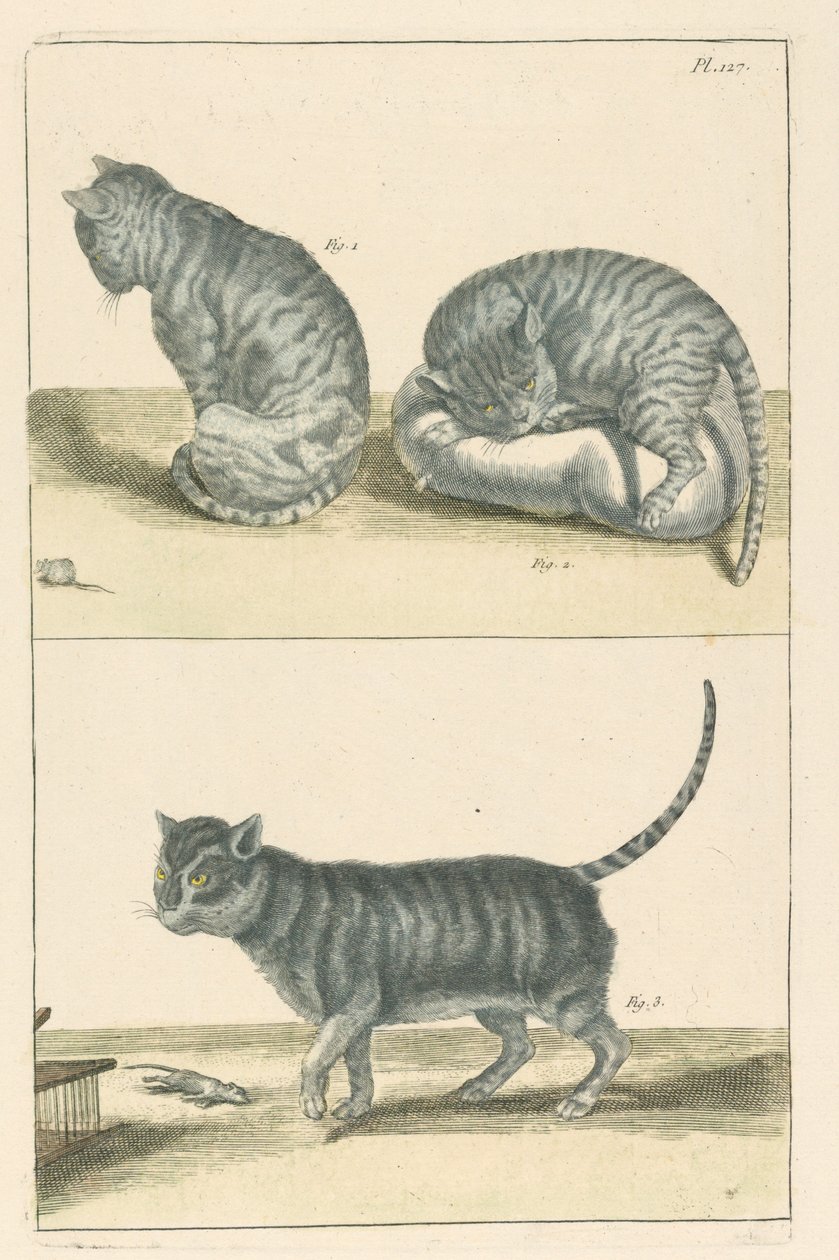 Gatti da Unbekannt