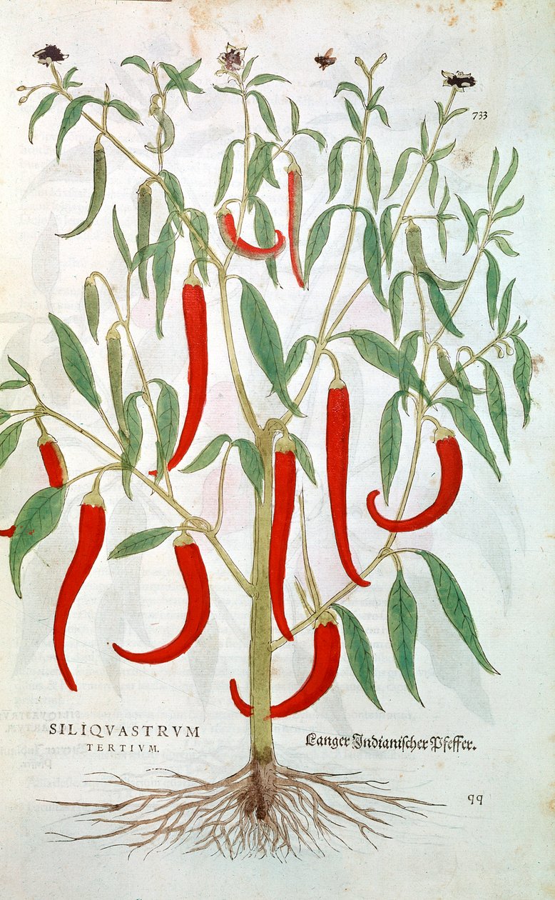 Pianta di pepe di Cayenna Capsicum, XVI secolo da Unbekannt