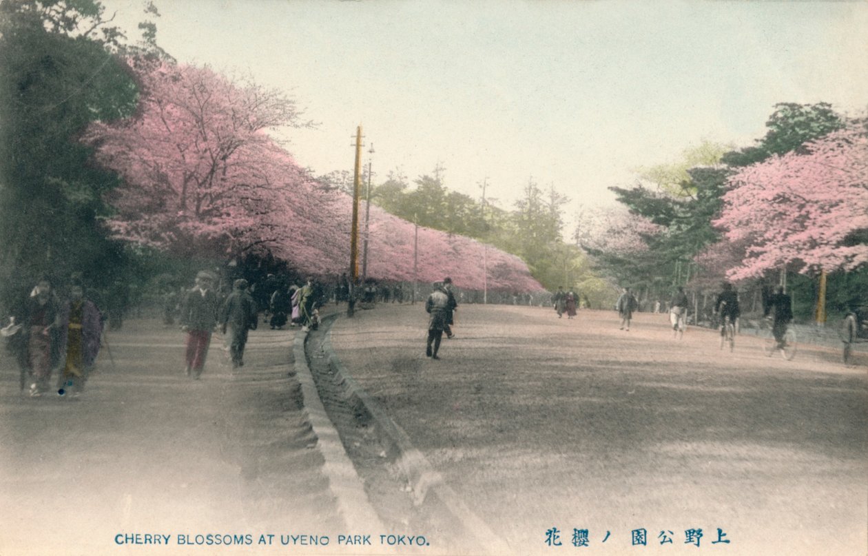 Fiori di ciliegio al Parco di Uyeno Tokyo, c1910 da Unbekannt