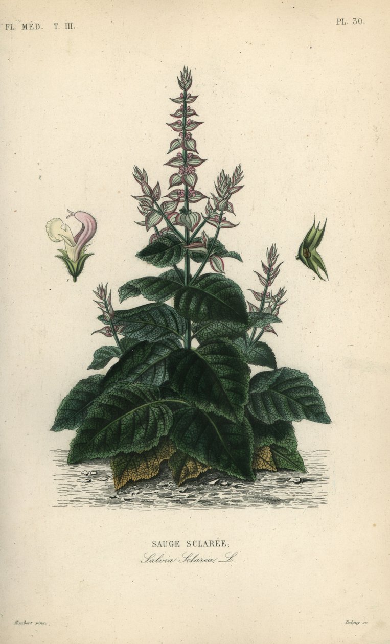 Salvia sclarea da Unbekannt