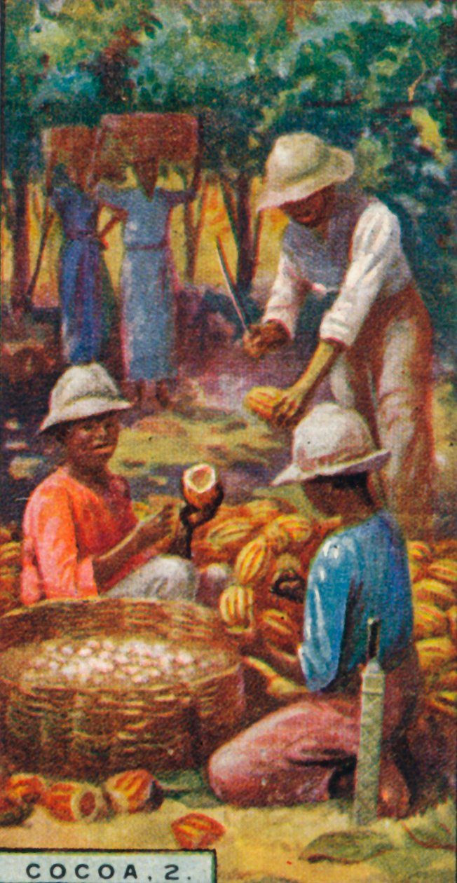 Cacao, 2. - Apertura dei baccelli, Trinidad, 1928 da Unbekannt