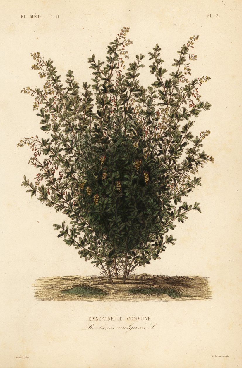 Crespino comune, Berberis vulgaris da Unbekannt