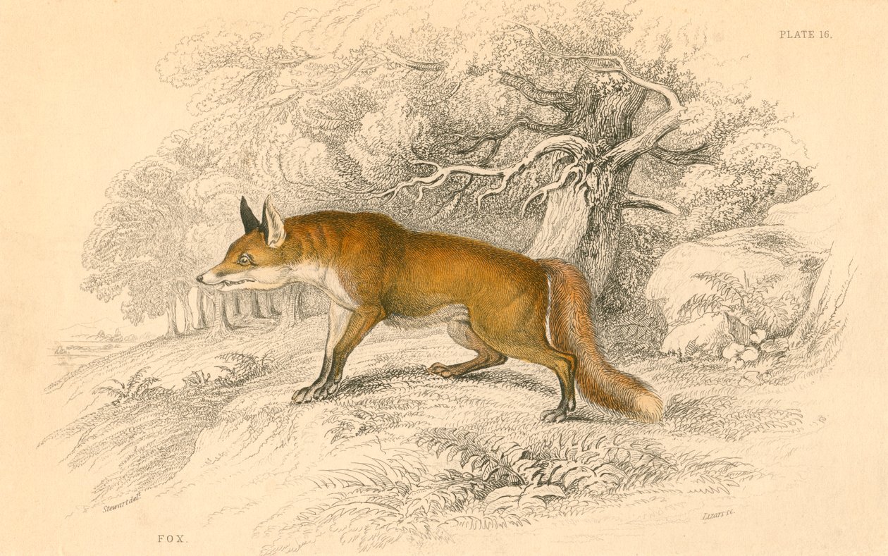 Volpe comune o rossa Vulpes vulpes, 1828 da Unbekannt