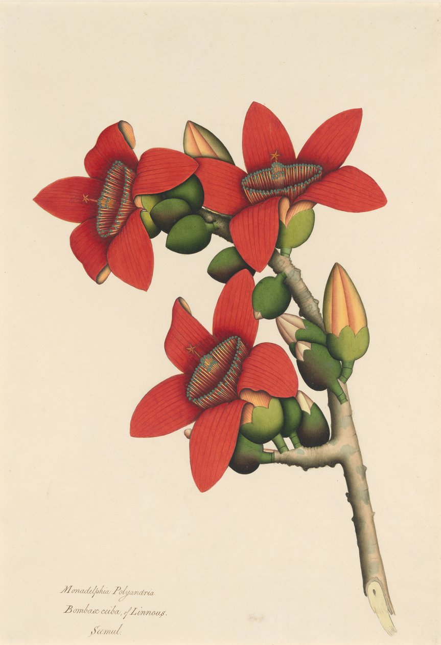 Fiori dell