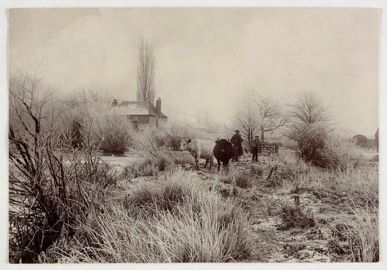 Mucche in un campo gelato, circa 1890 da Unbekannt