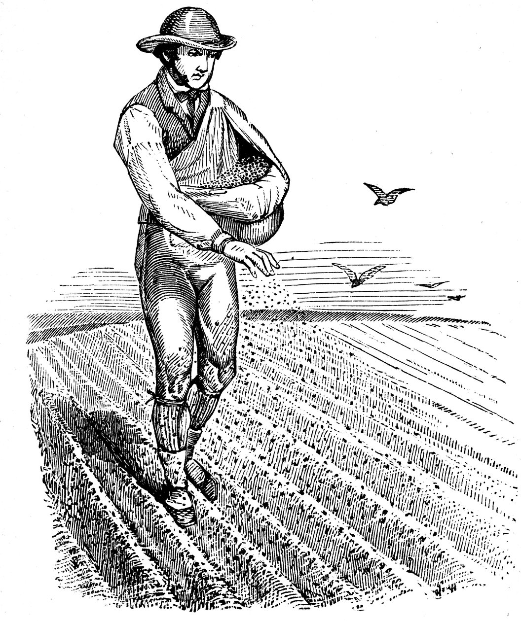 Rotazione delle colture: semina a spaglio, 1855 da Unbekannt