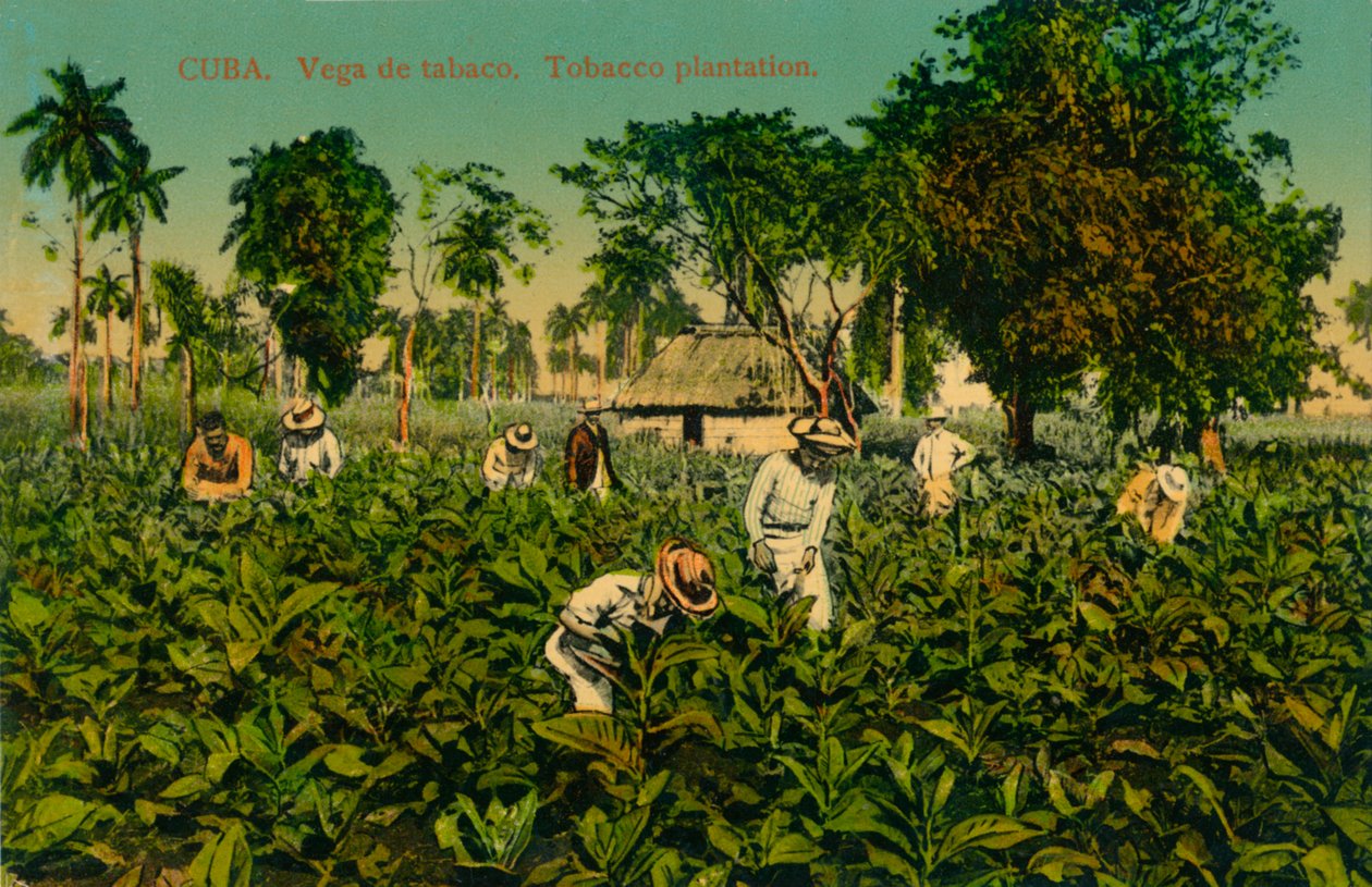 Cuba. Vega de tabaco. Piantagione di tabacco, c1920s da Unbekannt