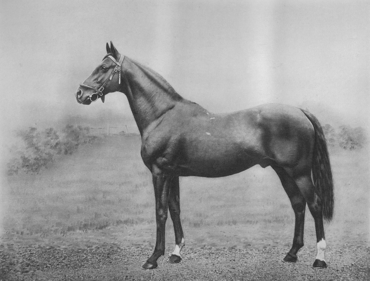 Cyllene, 1911 da Unbekannt