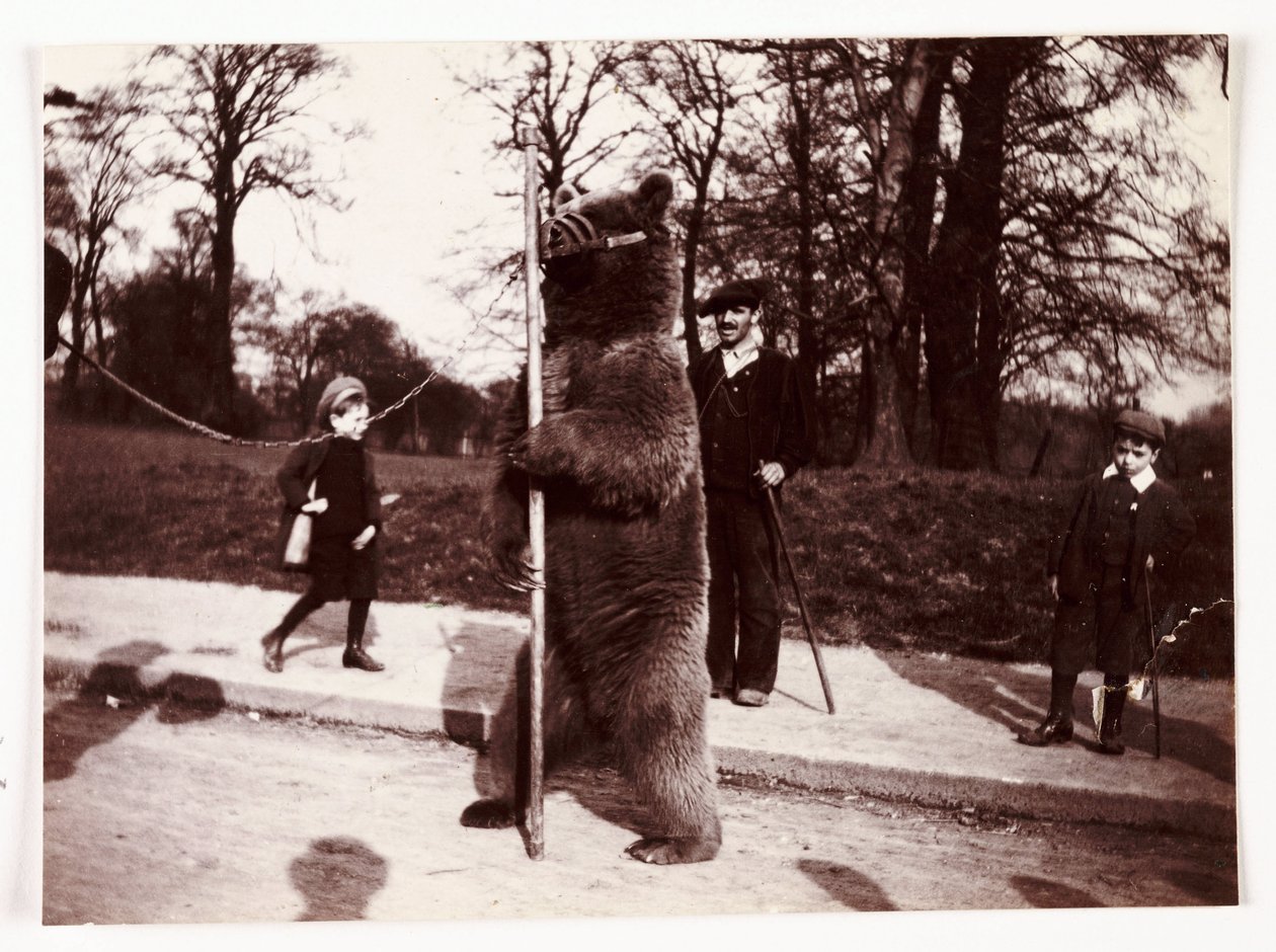 Orso danzante, circa 1905 da Unbekannt