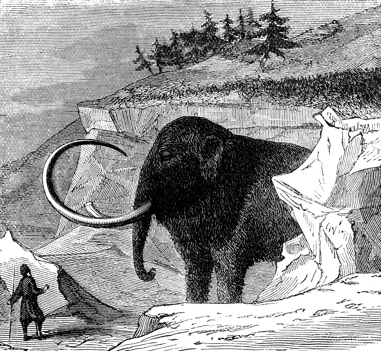 Scoperta di un mammut lanoso, 1779 c1870 da Unbekannt