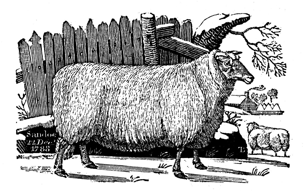 Pecore Dishley New Leicester, 1811 da Unbekannt