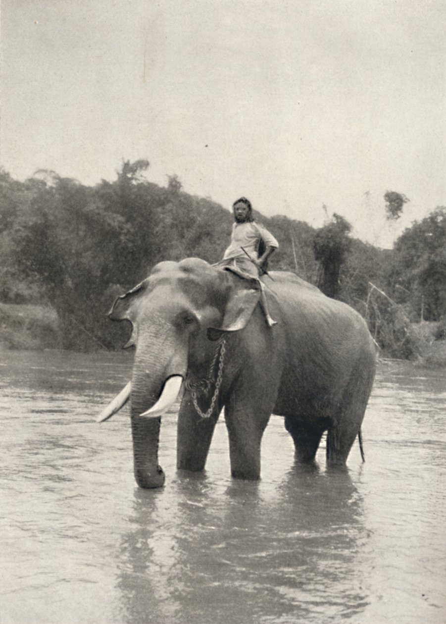 Elefante con cornac a Mahavaliganga, 1926 da Unbekannt