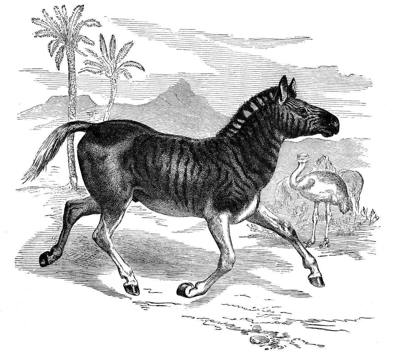 Incisione di un Quagga, 1884 da Unbekannt
