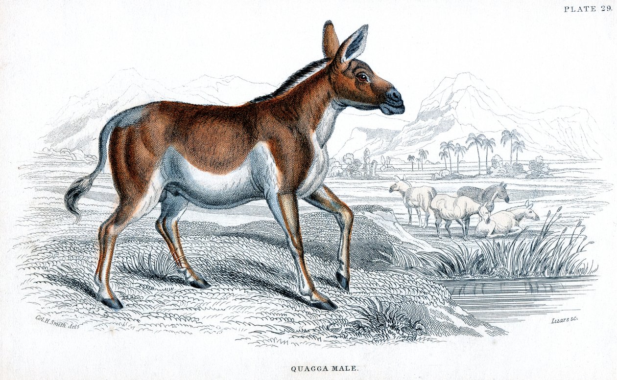 Incisione di un Quagga, c1830 da Unbekannt