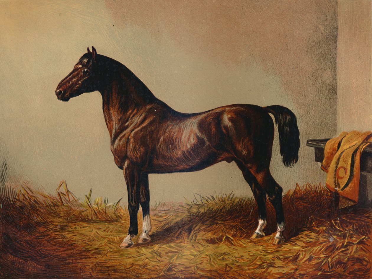 Intero Pony Hack Don Carlos da Unbekannt