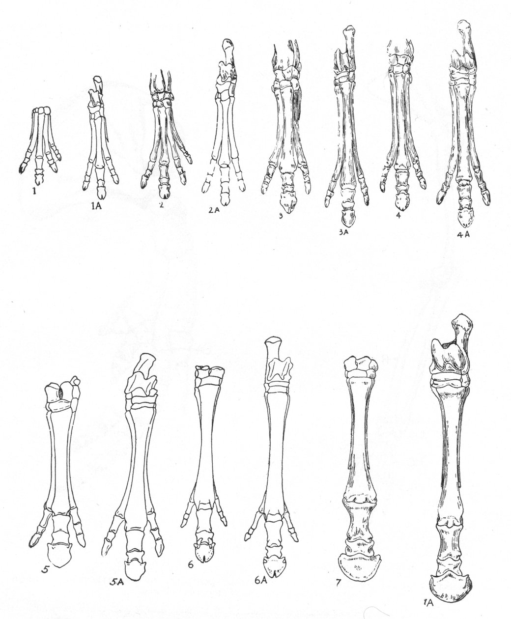 Evoluzione del cavallo, c1920 da Unbekannt