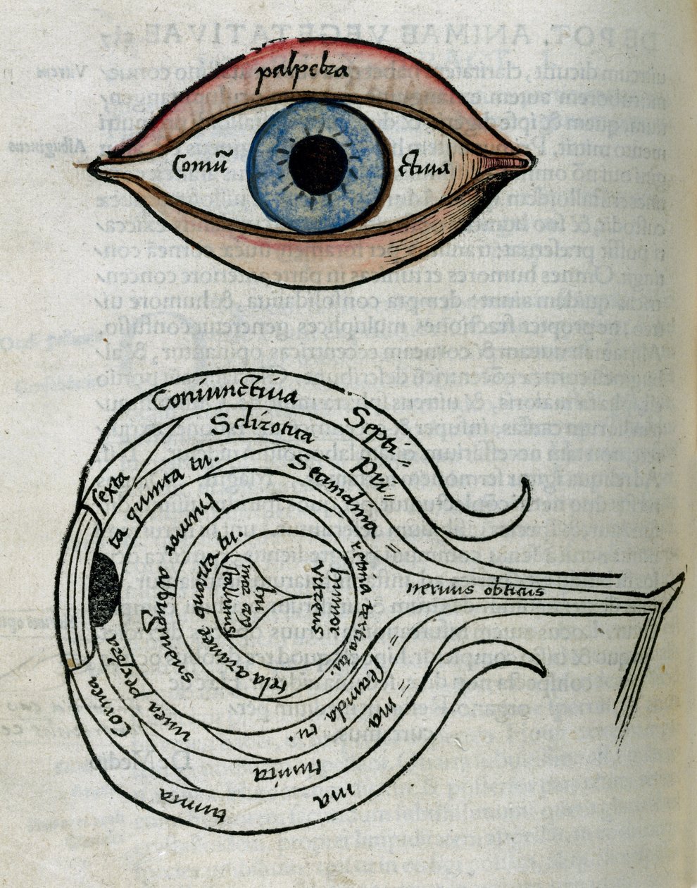 Struttura dell