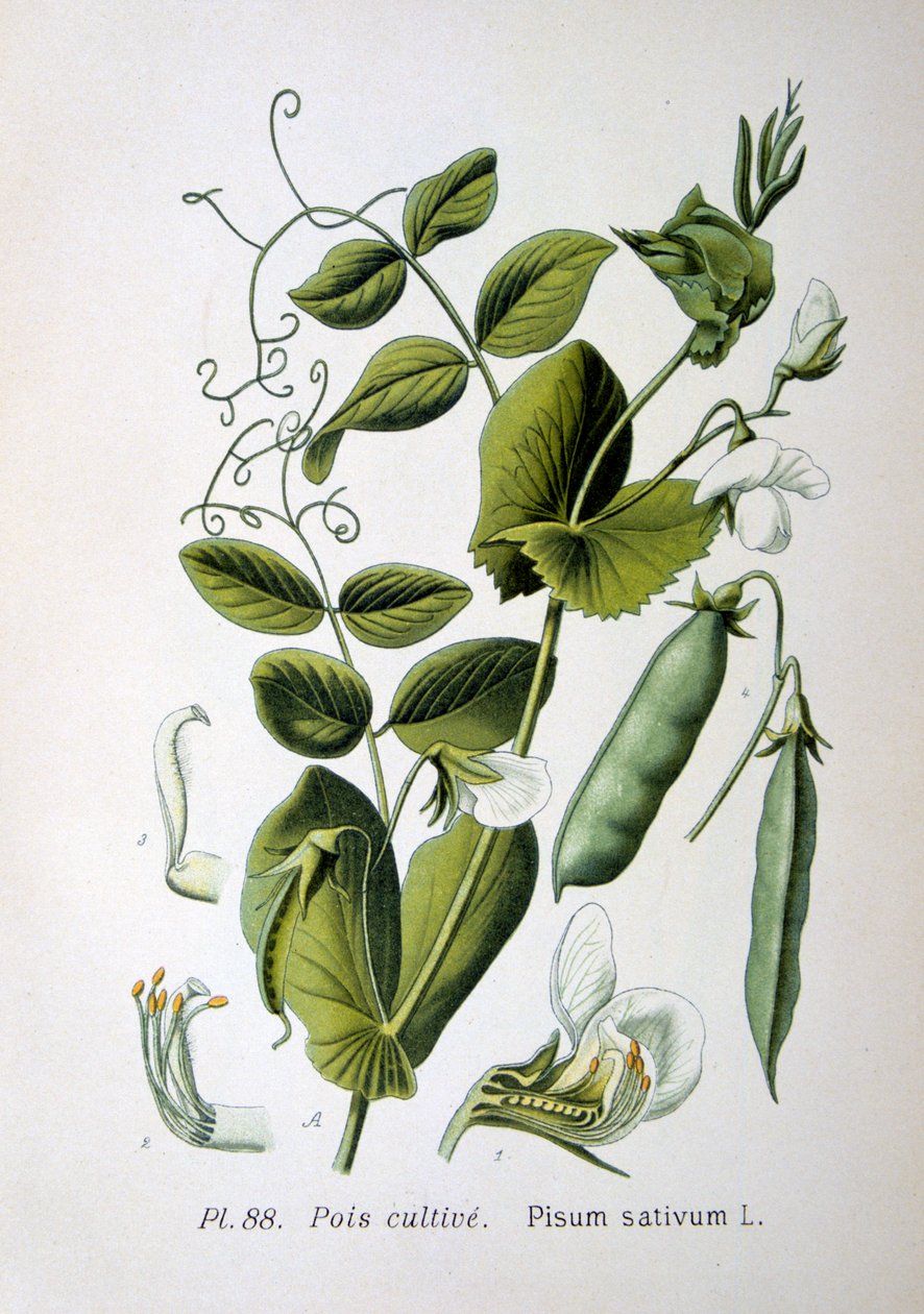Pisello da campo e da giardino, 1893 da Unbekannt