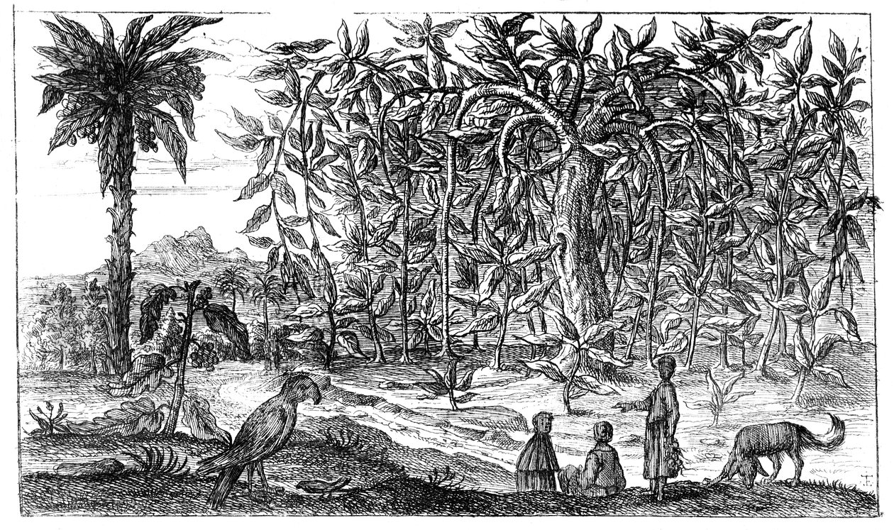 Alberi di fico, XIX secolo da Unbekannt
