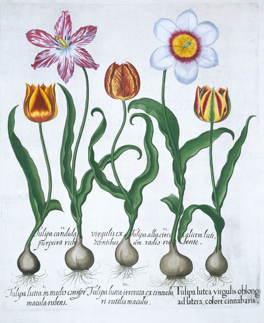 Cinque tulipani da Unbekannt