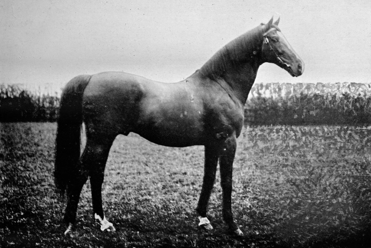 Florizel II, 1911 da Unbekannt