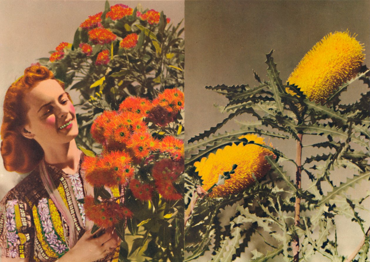Gomma fiorita e Banksia da Unbekannt