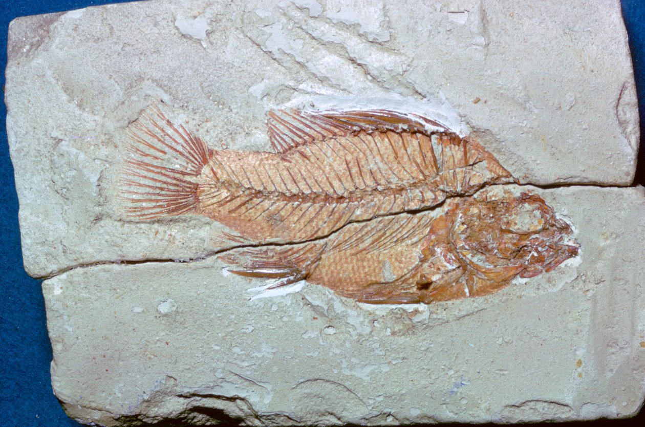 Fossile di un pesce da Unbekannt