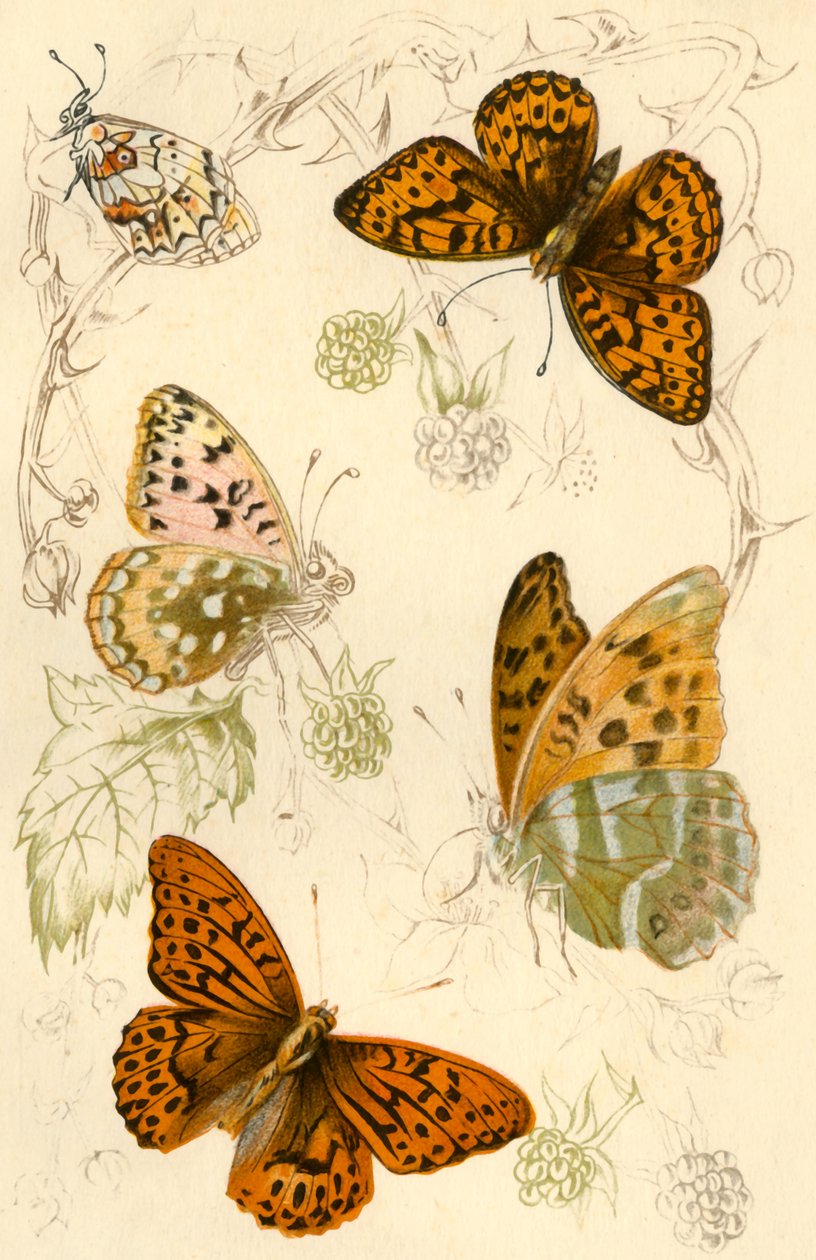 Farfalle fritillarie da Unbekannt