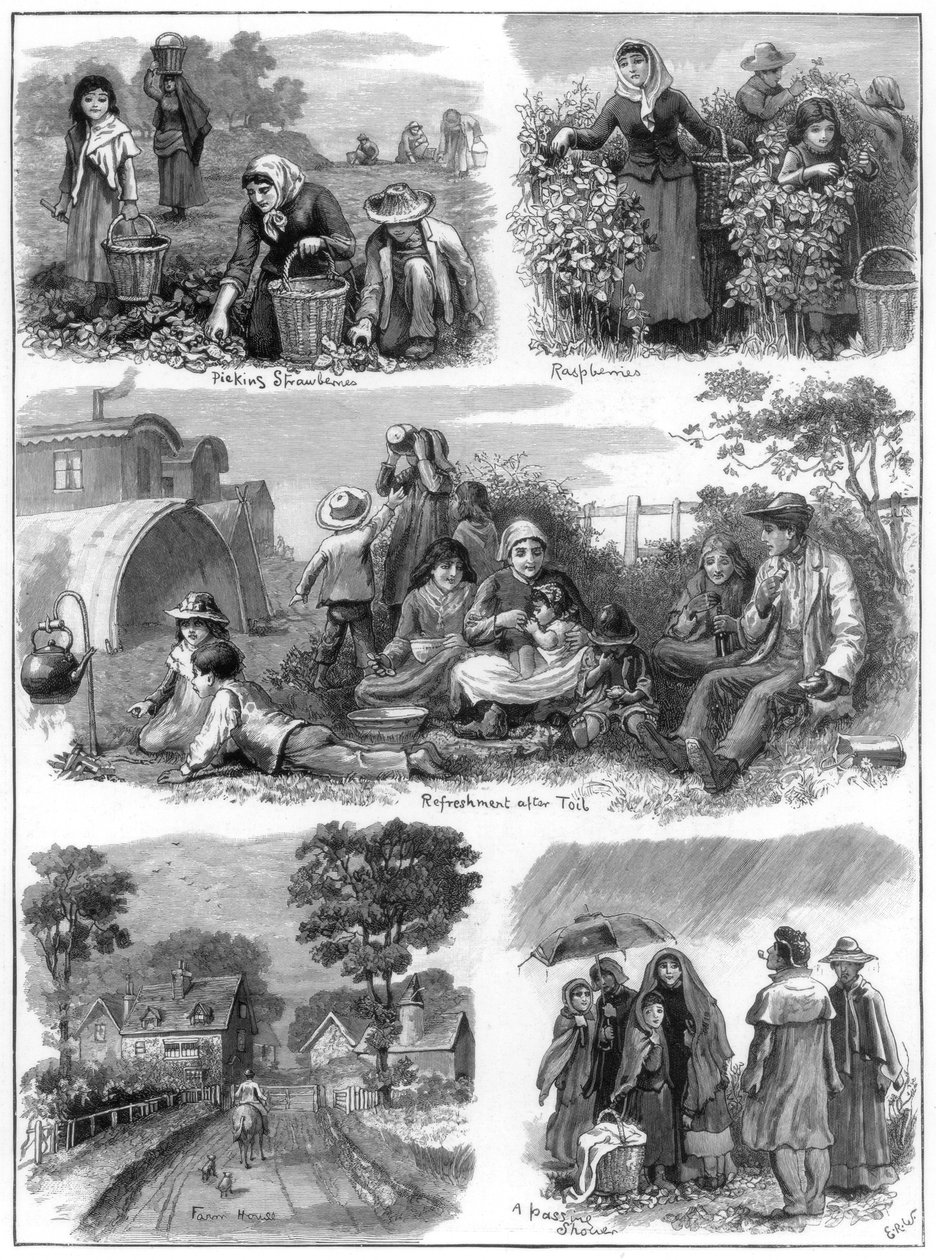 Raccoglitori di frutta, 1899 da Unbekannt