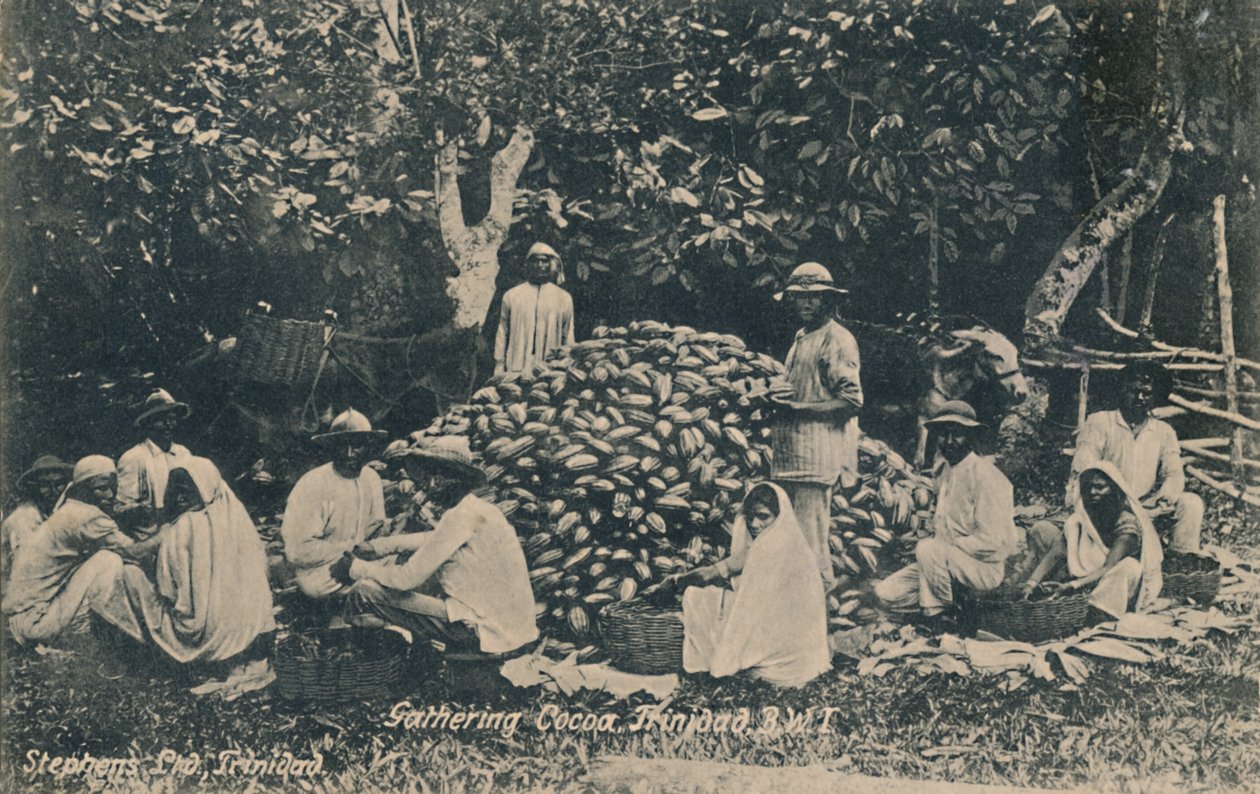 Raccolta di cacao, Trinidad, B.W.I., inizio XX secolo da Unbekannt