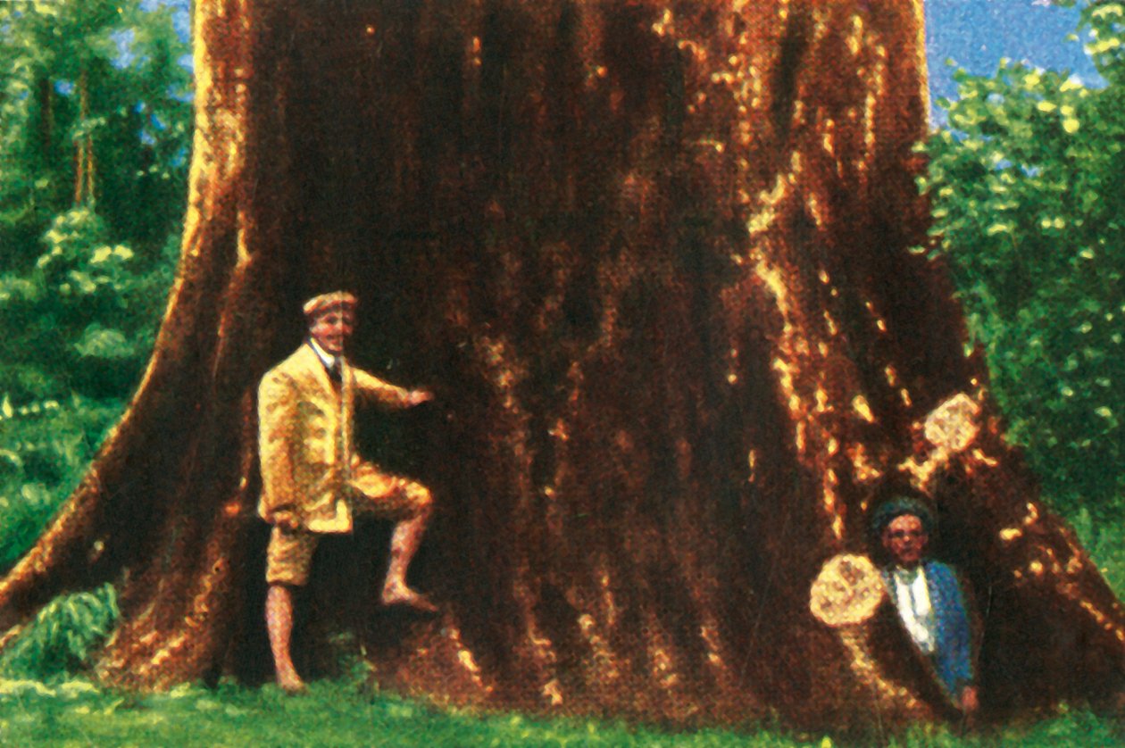 Albero gigante in Brasile da Unbekannt