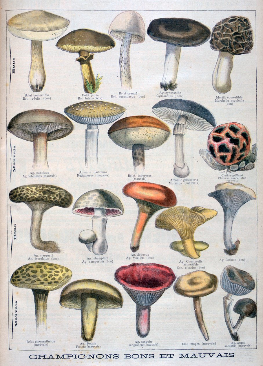 Funghi buoni e cattivi, 1896 da Unbekannt