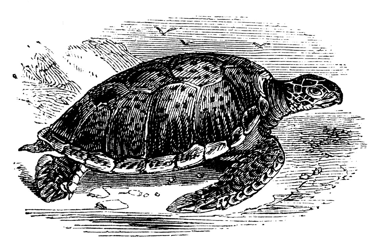 Tartaruga verde Chelone mydas, c1890 da Unbekannt