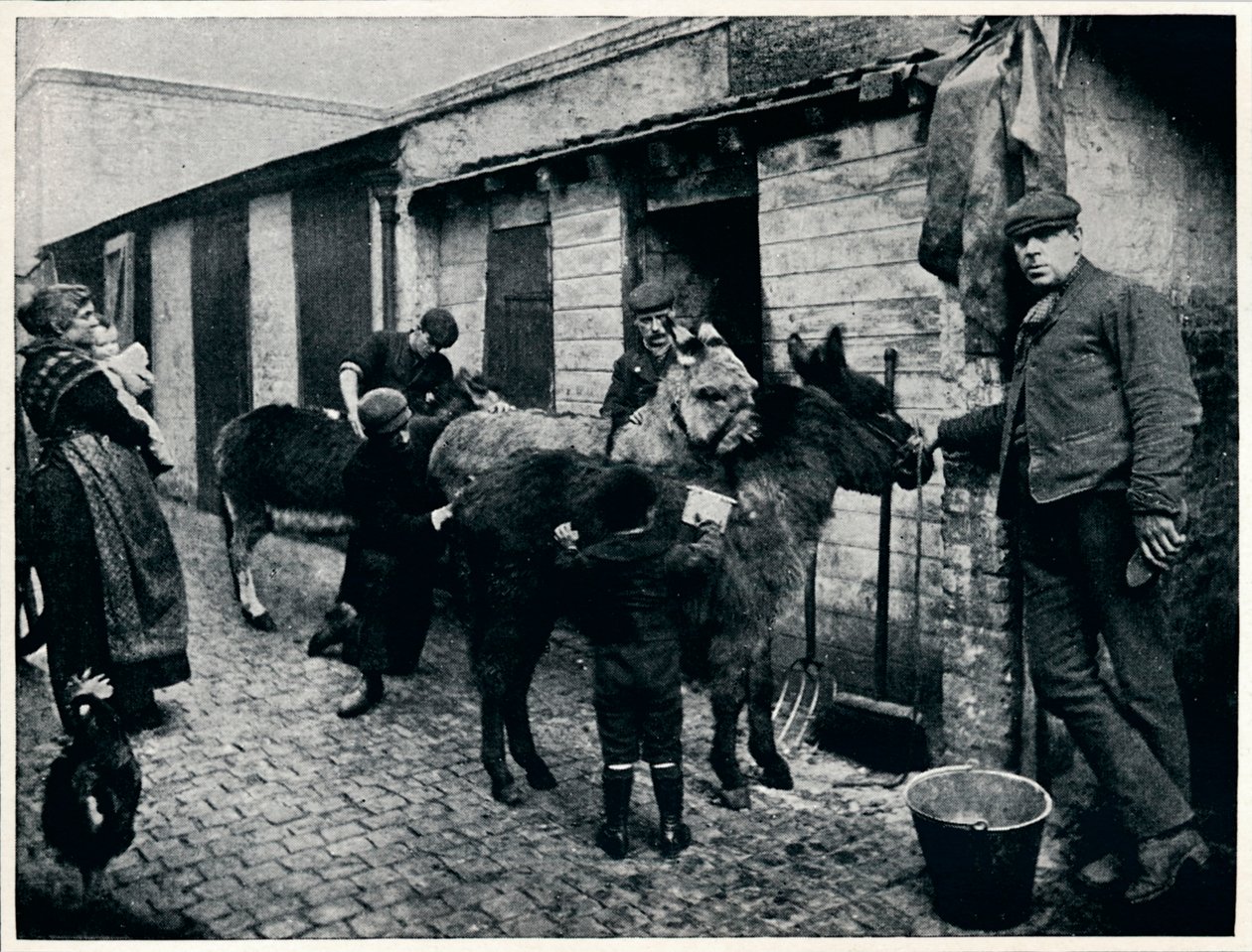 Toelettatura degli asini dei coster, Londra, c1903 da Unbekannt
