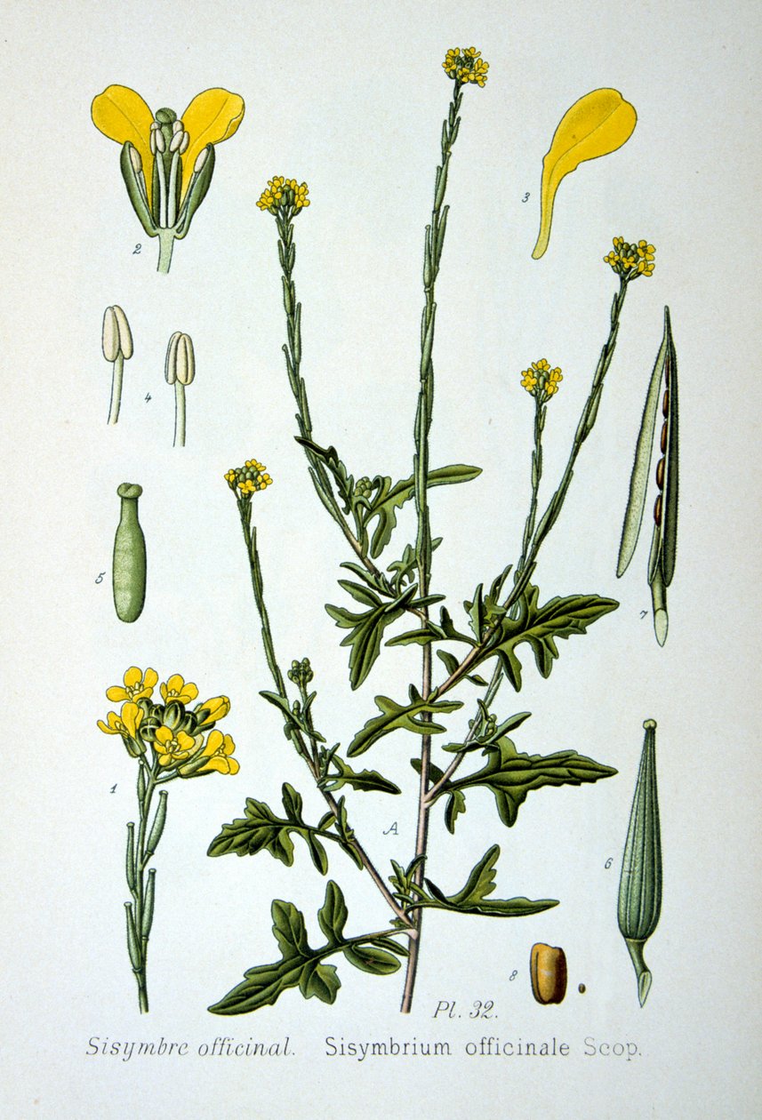 Senape selvatica, 1893 da Unbekannt