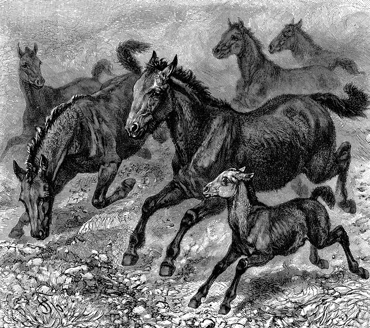 Branco di tarpan, 1893 da Unbekannt