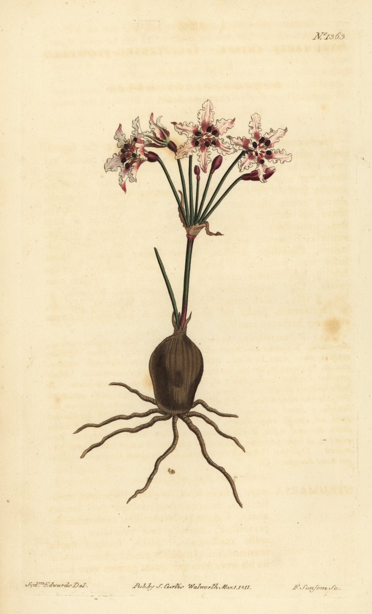 Hessea cinnamomea, Hessea cinnamomea da Unbekannt