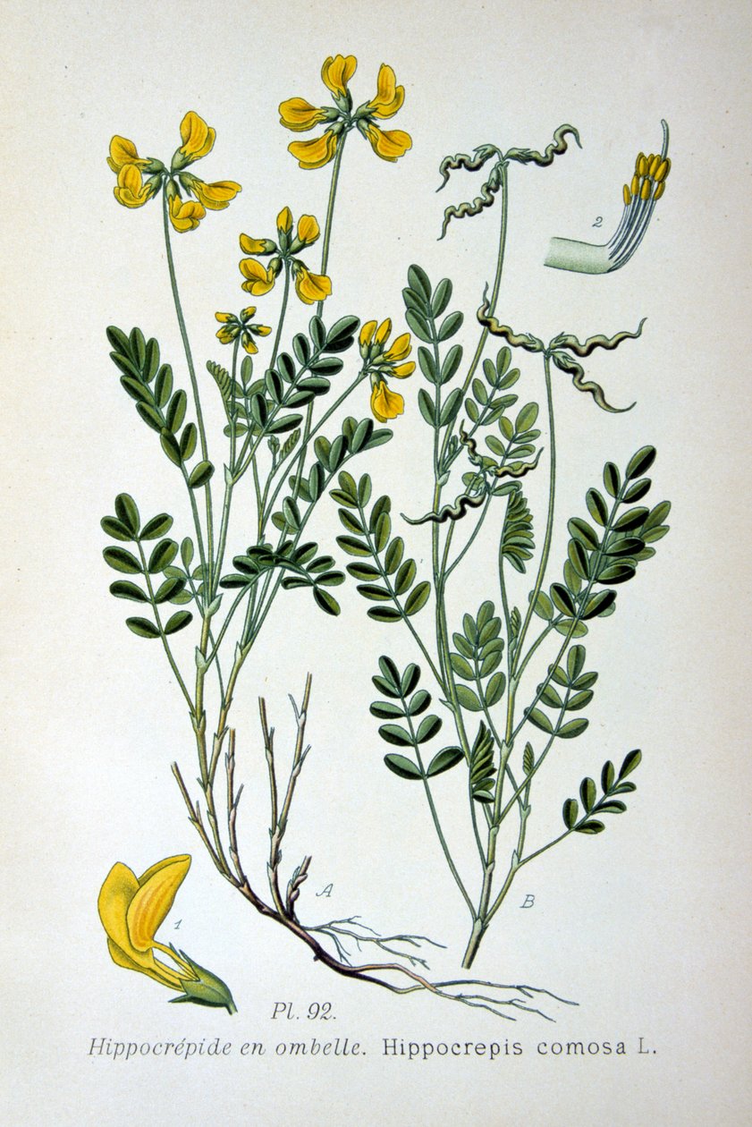 Vetturino, 1893 da Unbekannt