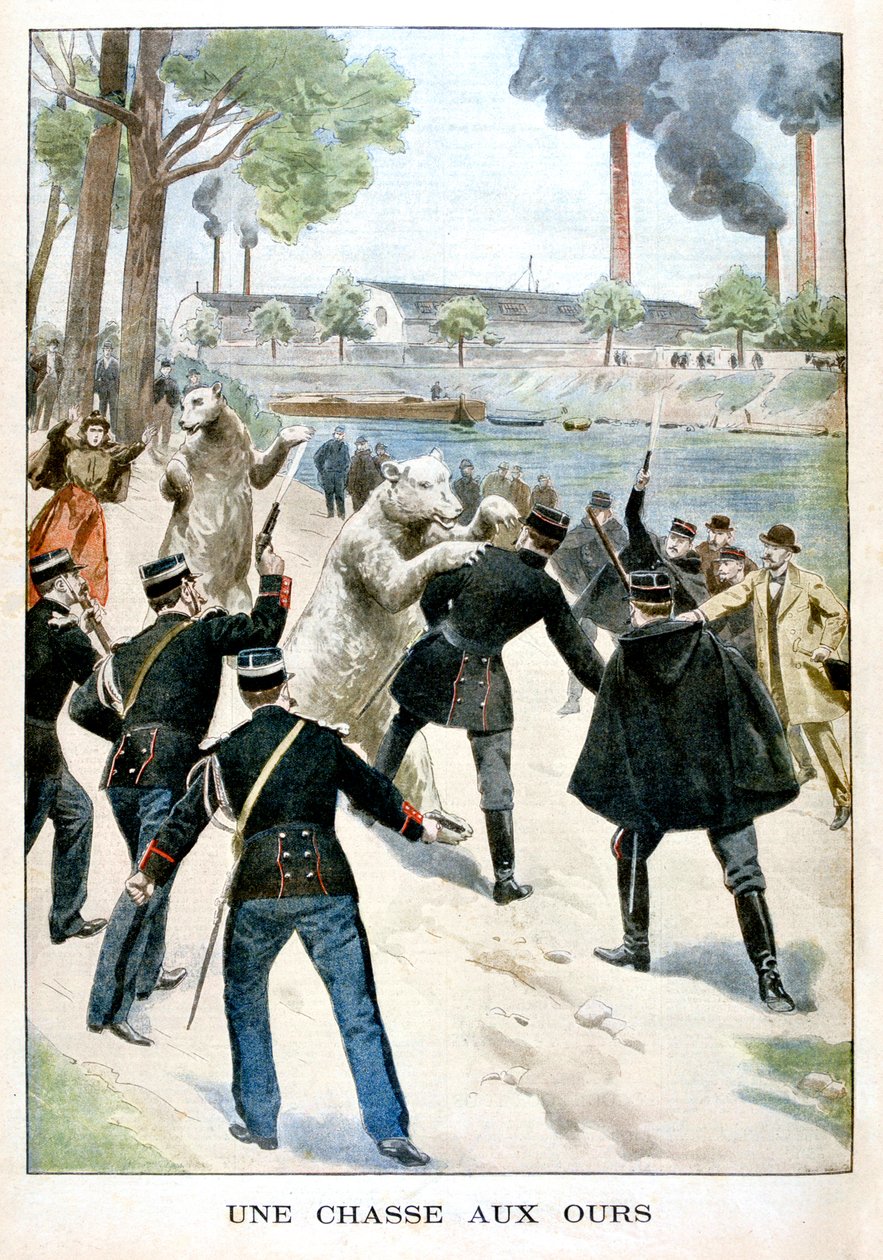 Caccia agli orsi, 1901 da Unbekannt