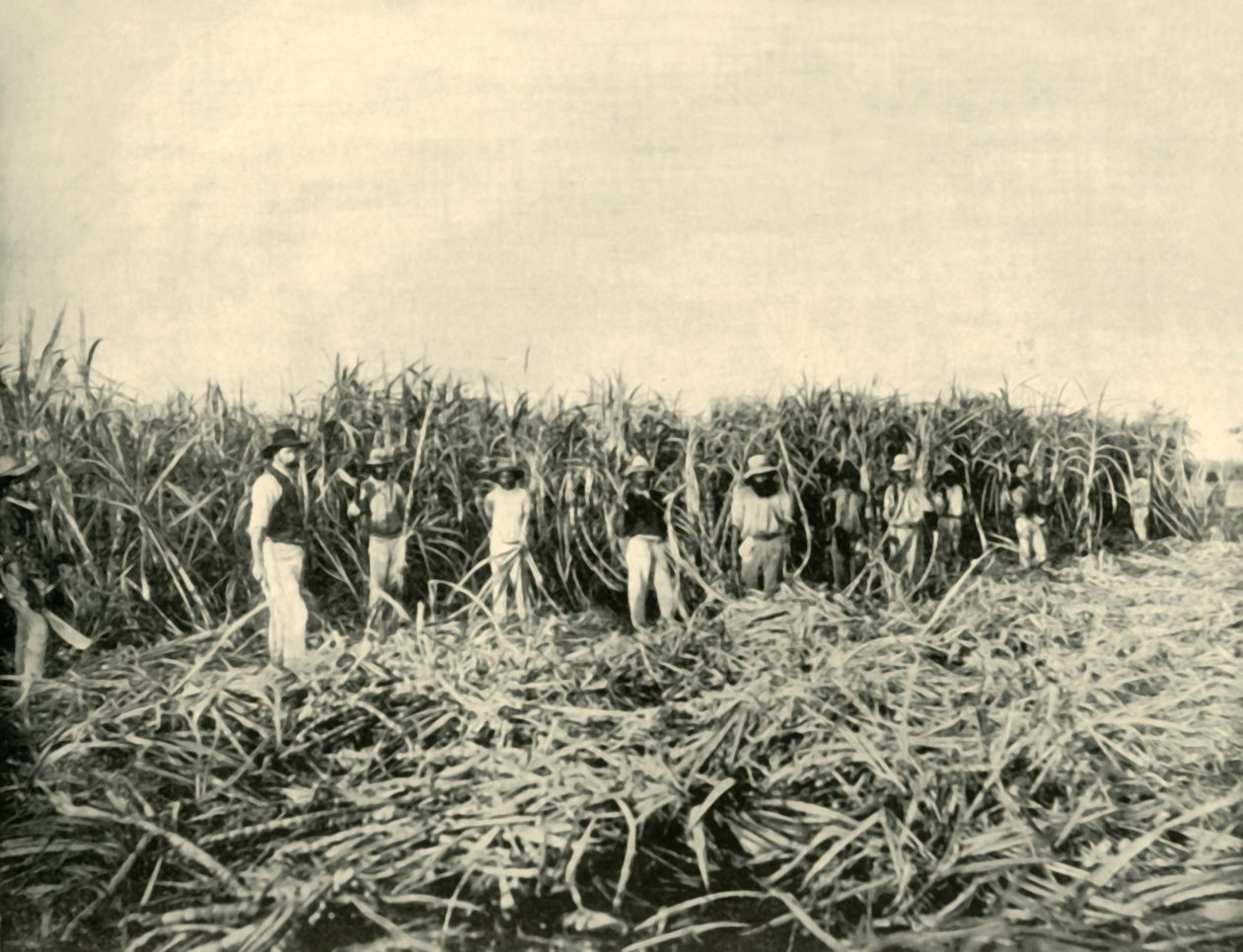 In una piantagione di zucchero del Queensland, 1901 da Unbekannt