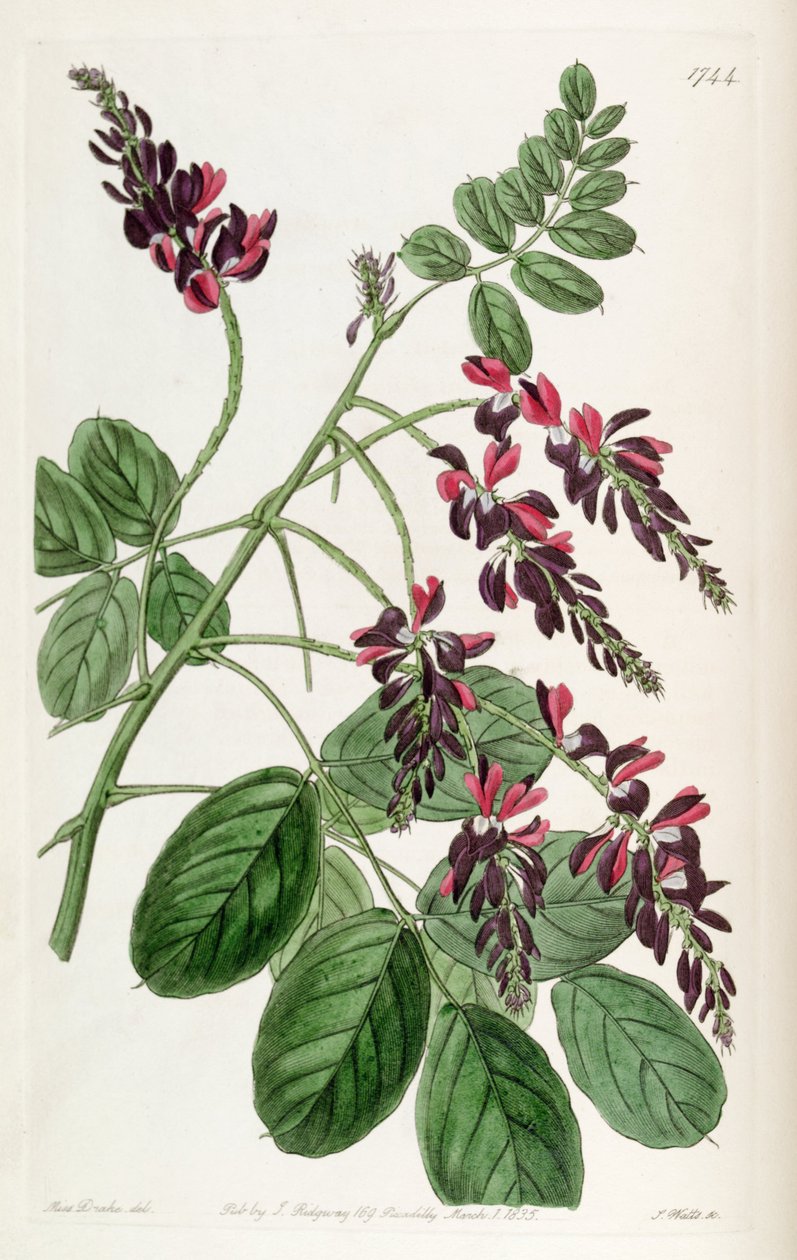Indigofera atropurpurea da Unbekannt